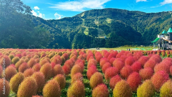 Fototapeta 青空と山とコキア　新潟県南魚沼郡湯沢町