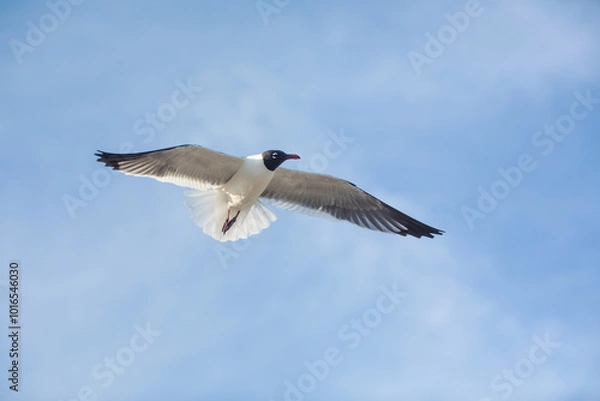 Obraz Happy family. Young father throws up baby in the sky on sunny day. Portrait dad and little son on the beach. Positive human emotions feelings emotions.