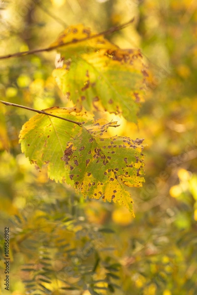 Fototapeta autumn leaves in the forest