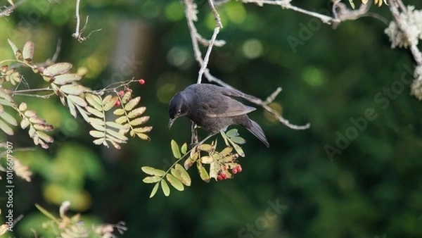 Fototapeta bird on a branch