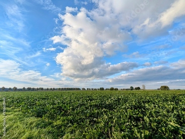 Obraz Wolken über einem Rübenfeld 