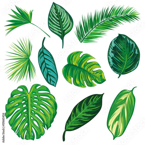 Obraz Tropical Leaves Collection on isolate vector. Beautiful Set. Vector illustration. Eps 10.