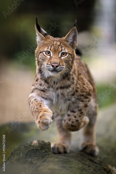 Fototapeta Two lynx cubs play in the paddock.