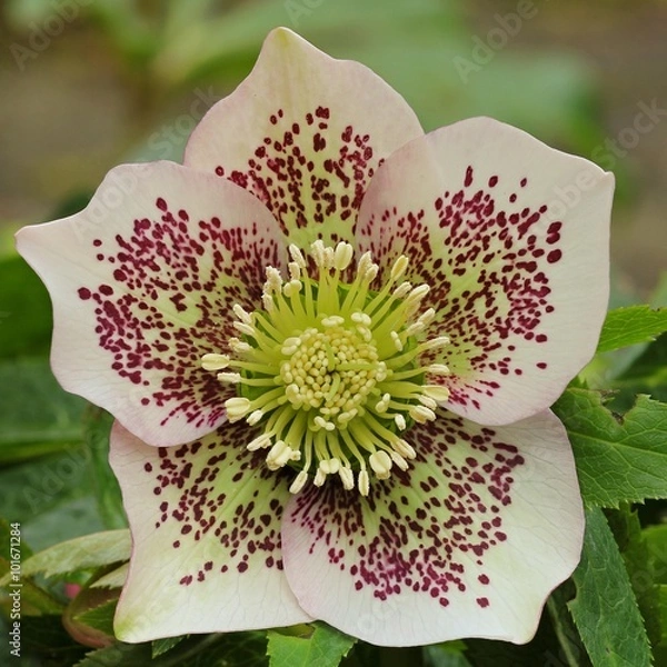 Obraz Hellebore