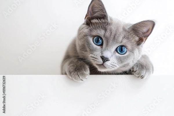 Obraz Cute Cat Peeking.