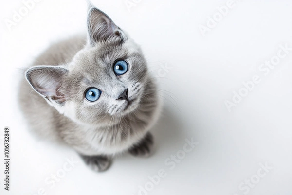 Obraz Cute Kitten Looking Up.