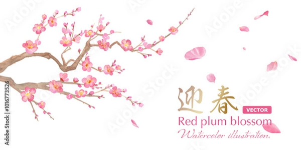 Fototapeta 早春の花：紅梅の花の水彩イラスト。バナー背景。新年のイメージ。（ベクター。レイアウト変更可能）
