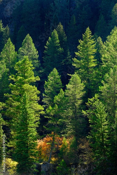 Fototapeta Lush Green Pine Forrest Forest on Mountain Side Environment and Rugged Woodland