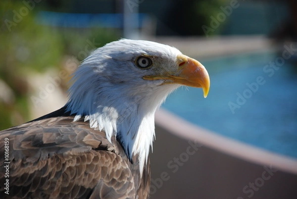 Obraz Aigle américain