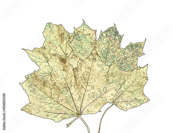 Obraz Stylized dried colorful maple leaves