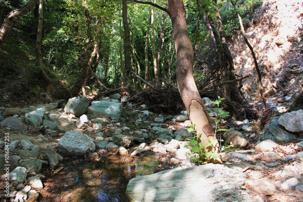 Fototapeta The path of the centaurs (after Cyclone Daniel) Portaria Pelion Greece