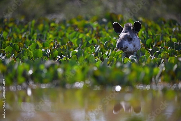 Obraz Brazilian Tapir Cooling in a Water Pond with Reflection on the Surface