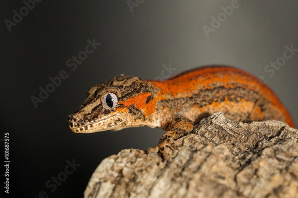 Obraz Red striped Gargoyle gecko on a tree trunk