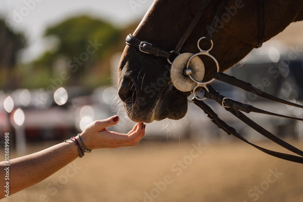 Obraz Detail of a woman's hand caressing and playing with the snout of a competition horse