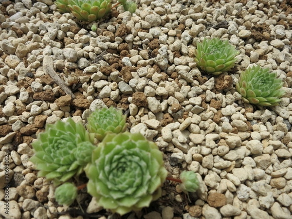 Fototapeta サボテン5