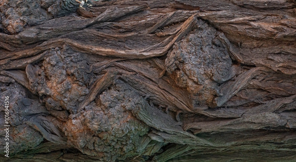 Fototapeta Old tree bark