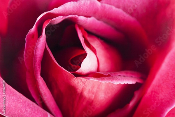 Obraz Red rose in close up