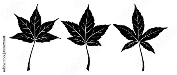 Fototapeta Set of Plant Pictograms, Liquidambar Styraciflua Tree Leaves, Black on White. Vector