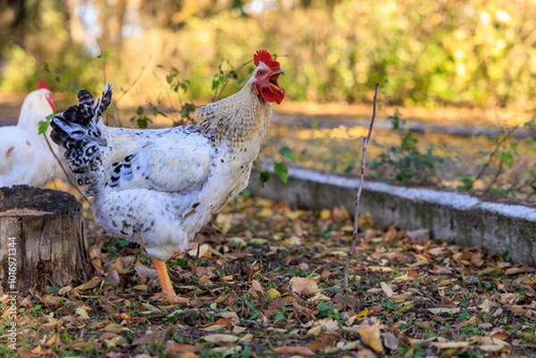 Fototapeta A white and black chicken is standing on a log in a yard