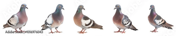 Fototapeta Close-up of common wood pigeon bird in studio light, isolated on transparent background, generative AI