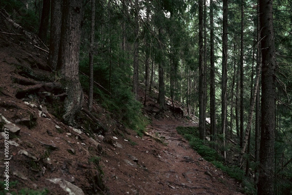Fototapeta A Serene Walk Through a Dense Pine Forest