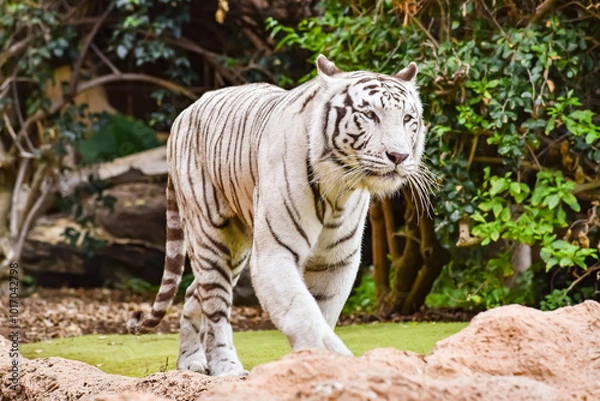 Obraz White tiger or  Bengal tiger