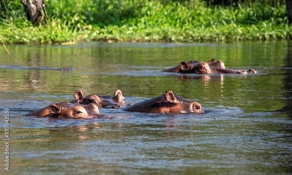 Obraz Hippopotamus in the water of the White Nile river at Murchison falls national park in Uganda