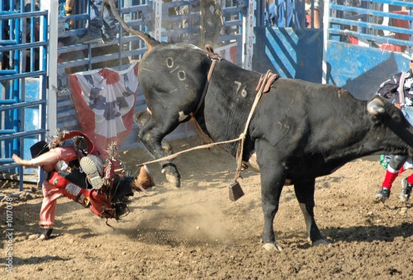 Obraz bull throwing rider