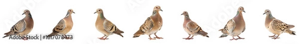 Fototapeta  Close-up of mourning dove bird in studio light, isolated on transparent background, generative AI