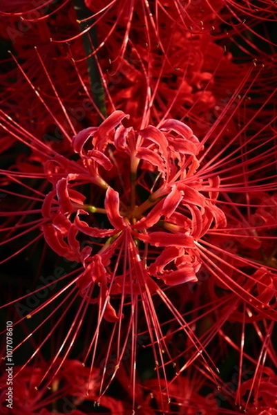 Fototapeta 日本の風景　彼岸花の群生　秋の風景　河川敷の風景　日本の田舎