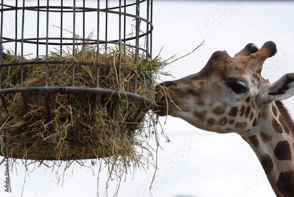 Fototapeta giraffe in the zoo