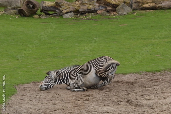 Fototapeta zebra in zoo
