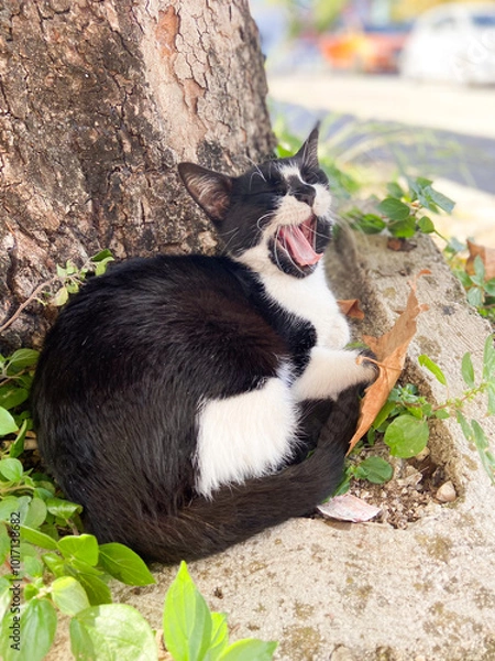 Fototapeta Black and white cat yawns lazily while curled up at the base of a tree, surrounded by greenery and fallen leaves.