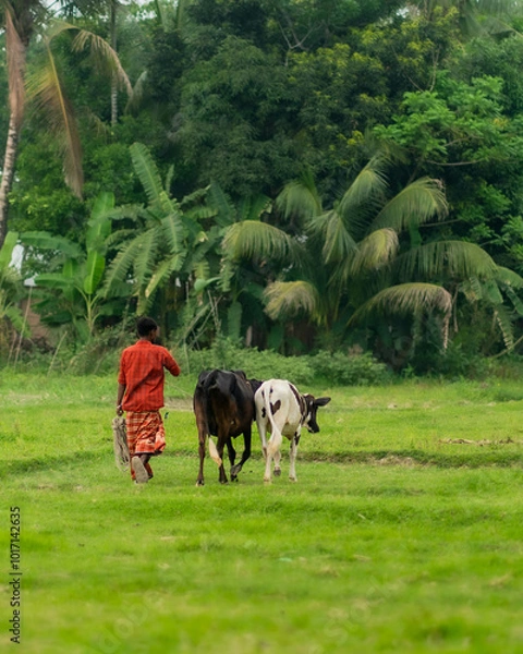 Obraz cows in a field