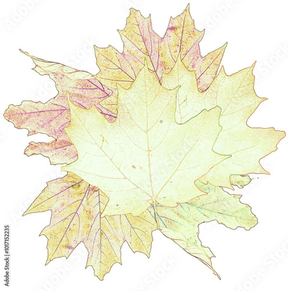 Obraz Faded stylized maple leaves on a white background