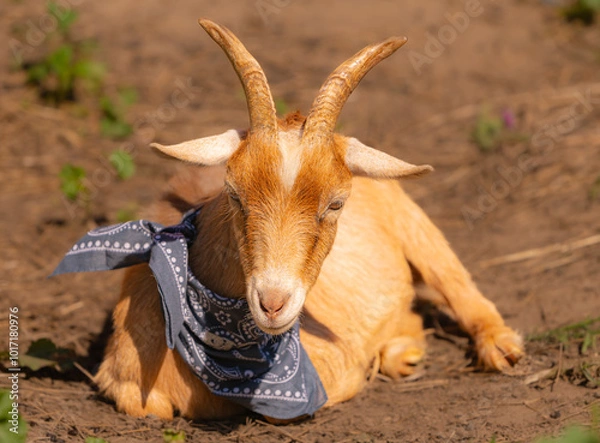 Obraz Image of cute and funny goats wearing scarves. 