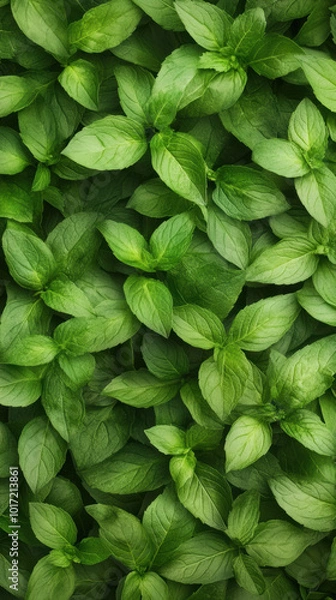 Obraz Green Mint Leaves Background in Soft Natural Light.