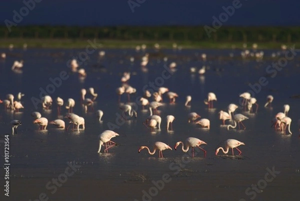 Obraz PN Doñana Flamencos