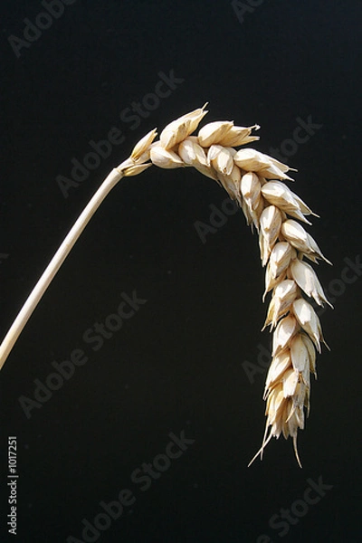 Obraz getreideähre weizen