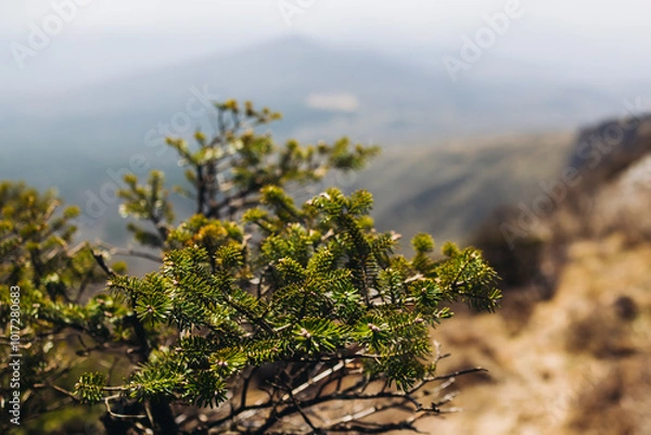 Fototapeta Hallasan National Park, Jeju island, South Korea, spring landscape view of Yeongsil trail, Halla volcano peak, trekking and climbing to Halla mountain, travel and hiking in Korea, Jeju-do, sunny day