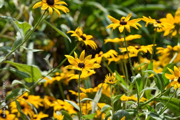 Obraz Yellow flowers