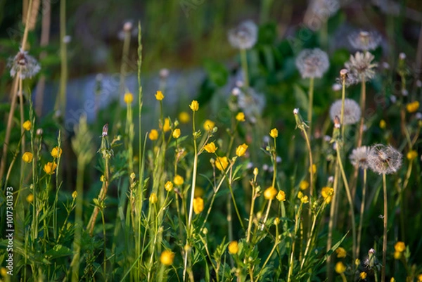 Obraz Dandelions in a Field
