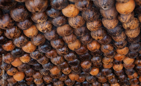 Obraz Several coconut skulls are arranged in a row.