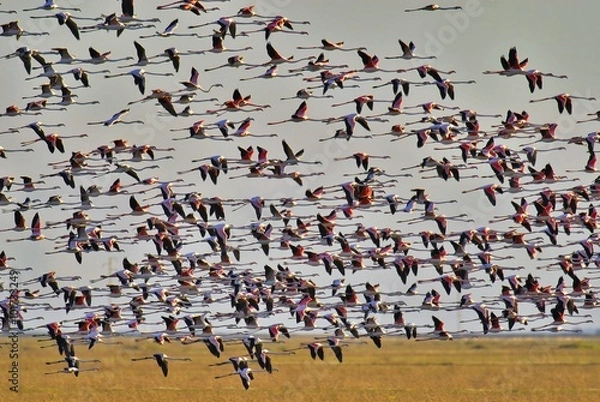 Obraz Pn Doñana flamencos