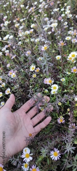 Obraz daisies in a mountain field