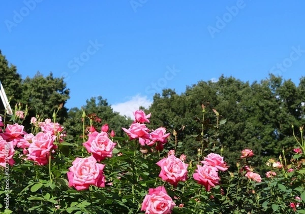 Fototapeta 穏やかな陽ざし　青空とバラの花