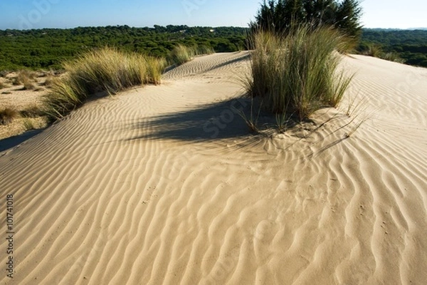 Obraz Parque Nacional de Doñana