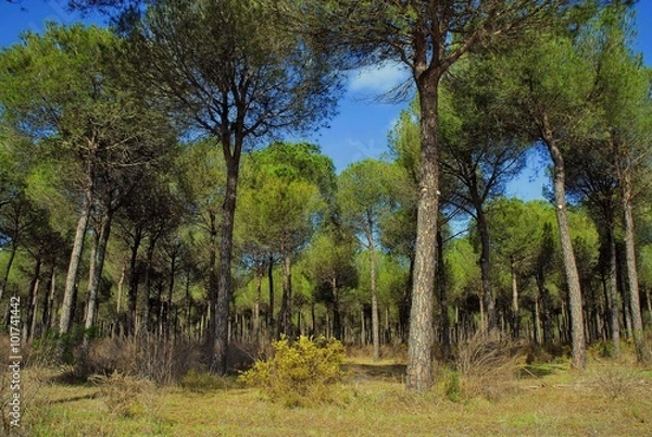 Obraz Pinar en el PN Doñana