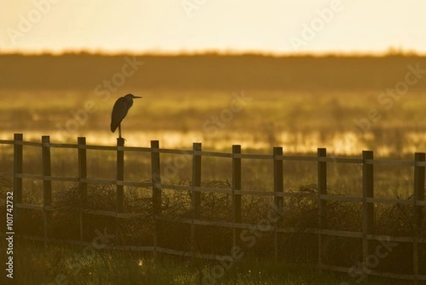 Obraz Garza real PN Doñana