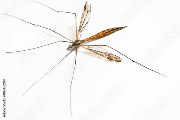 Fototapeta ガガンボの仲間　白背景